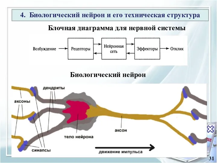 Содержание 31 Блочная диаграмма для нервной системы Биологический нейрон 4. Биологический нейрон и его техническая структура