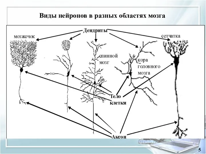 Содержание 5 Виды нейронов в разных областях мозга