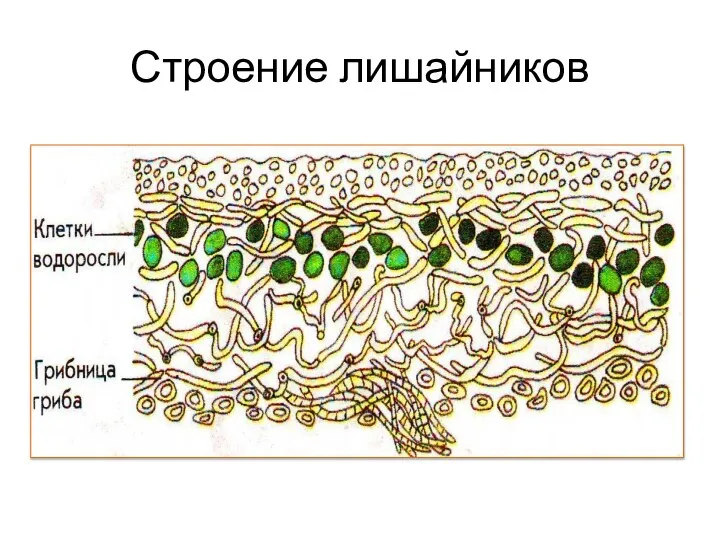 Строение лишайников