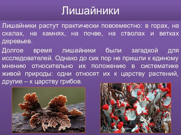 Лишайники Лишайники растут практически повсеместно: в горах, на скалах, на камнях, на