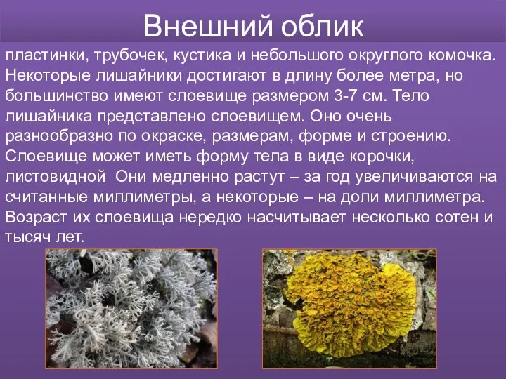 Внешний облик пластинки, трубочек, кустика и небольшого округлого комочка. Некоторые лишайники достигают