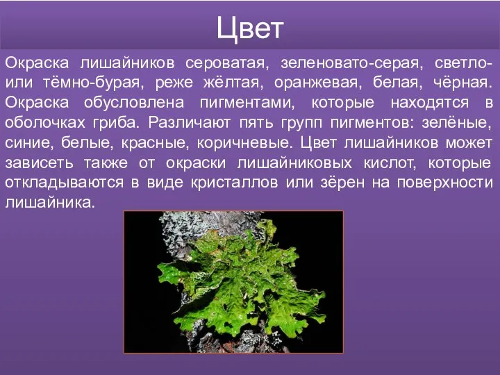 Цвет Окраска лишайников сероватая, зеленовато-серая, светло- или тёмно-бурая, реже жёлтая, оранжевая, белая,