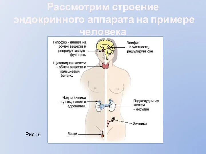 Рассмотрим строение эндокринного аппарата на примере человека Рис 16