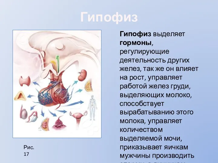 Гипофиз Рис. 17 Гипофиз выделяет гормоны, регулирующие деятельность других желез, так же