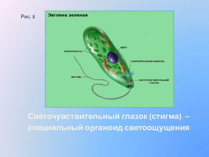 Рис. 8 Светочувствительный глазок (стигма) – специальный органоид светоощущения