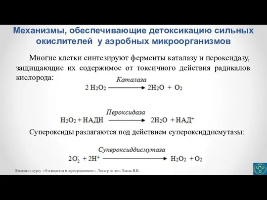 Механизмы, обеспечивающие детоксикацию сильных окислителей у аэробных микроорганизмов Многие клетки синтезируют ферменты