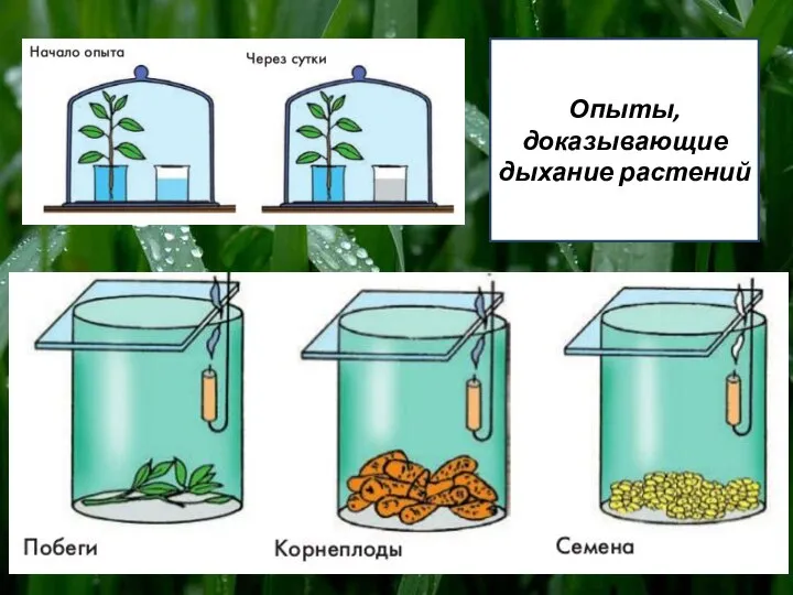 Опыты, доказывающие дыхание растений