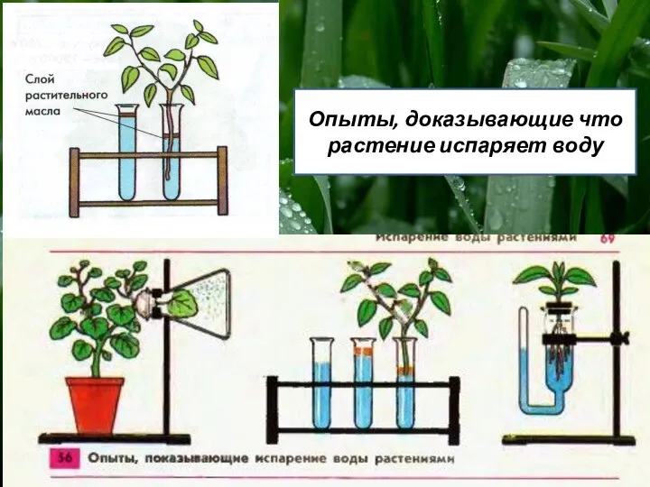 Опыты, доказывающие что растение испаряет воду