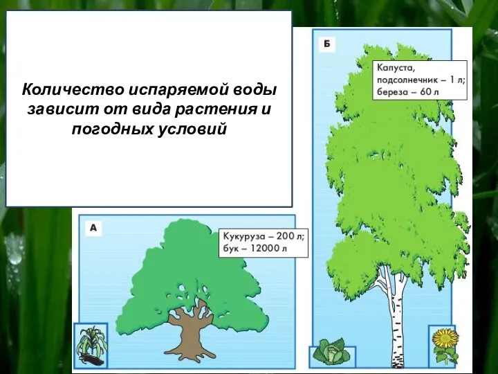 Количество испаряемой воды зависит от вида растения и погодных условий