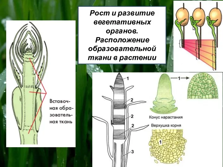 Рост и развитие вегетативных органов. Расположение образовательной ткани в растении