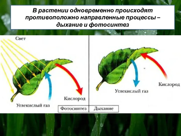 В растении одновременно происходят противоположно направленные процессы – дыхание и фотосинтез