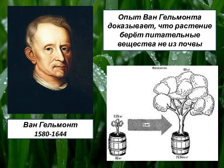 Ван Гельмонт 1580-1644 Опыт Ван Гельмонта доказывает, что растение берёт питательные вещества не из почвы