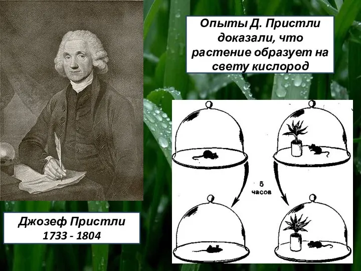 Джозеф Пристли 1733 - 1804 Опыты Д. Пристли доказали, что растение образует на свету кислород
