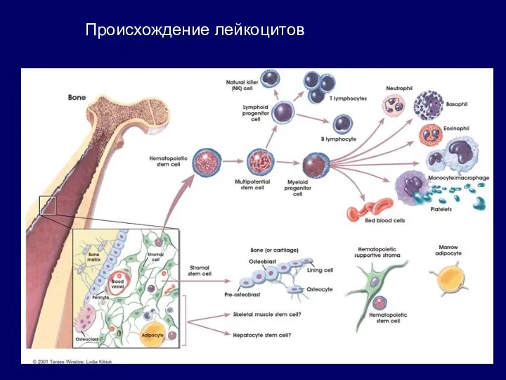 Происхождение лейкоцитов