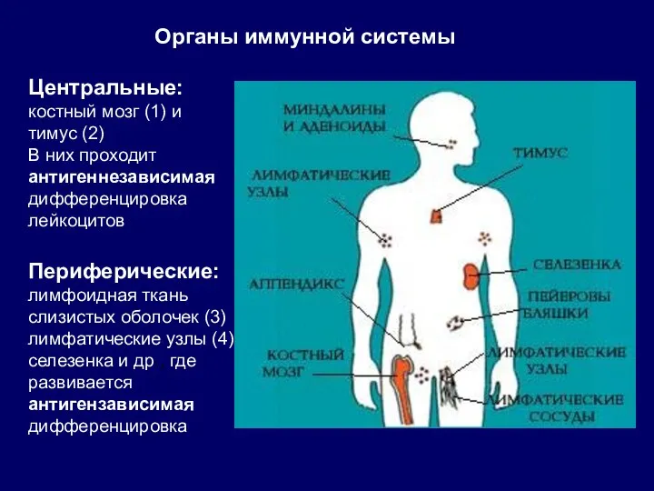 Органы иммунной системы Центральные: костный мозг (1) и тимус (2)‏ В них