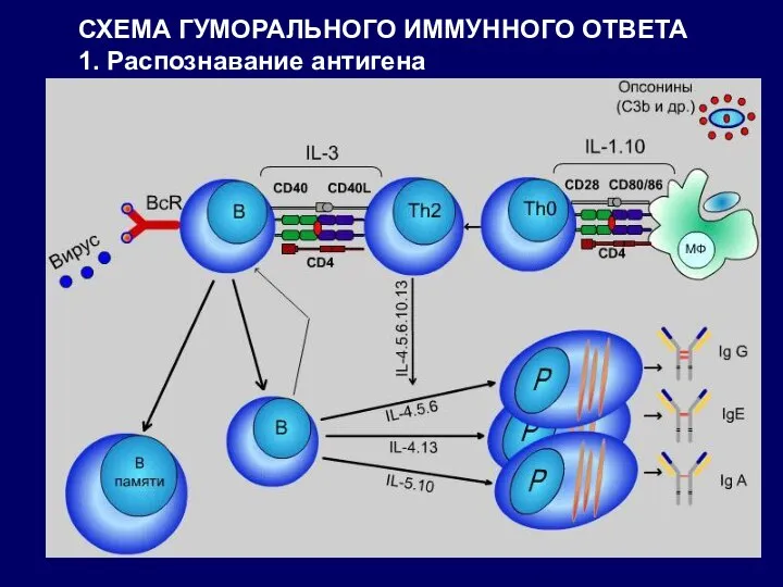 СХЕМА ГУМОРАЛЬНОГО ИММУННОГО ОТВЕТА 1. Распознавание антигена