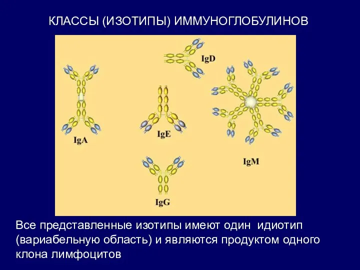 КЛАССЫ (ИЗОТИПЫ) ИММУНОГЛОБУЛИНОВ Все представленные изотипы имеют один идиотип (вариабельную область) и