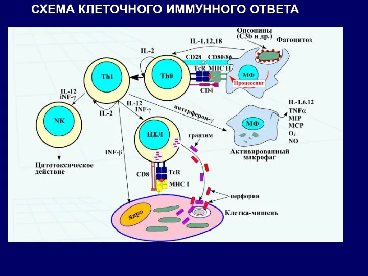 СХЕМА КЛЕТОЧНОГО ИММУННОГО ОТВЕТА