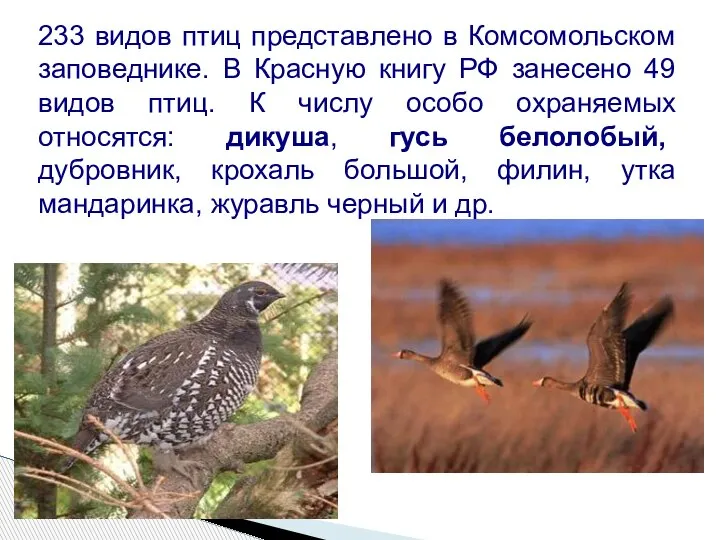 233 видов птиц представлено в Комсомольском заповеднике. В Красную книгу РФ занесено