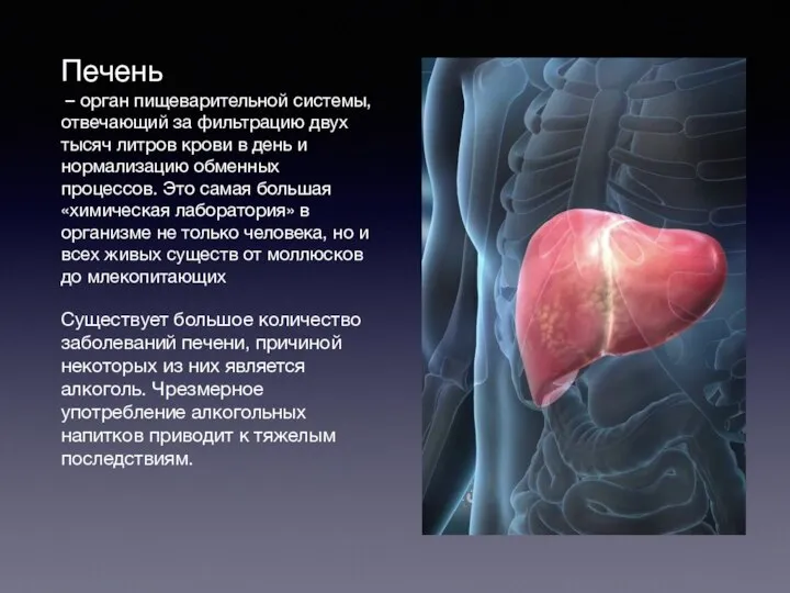 Печень – орган пищеварительной системы, отвечающий за фильтрацию двух тысяч литров крови