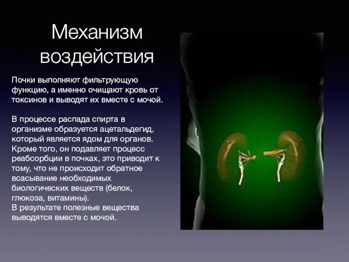 Механизм воздействия Почки выполняют фильтрующую функцию, а именно очищают кровь от токсинов