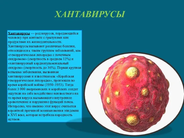 ХАНТАВИРУСЫ Хантавирусы — род вирусов, передающийся человеку при контакте с грызунами или