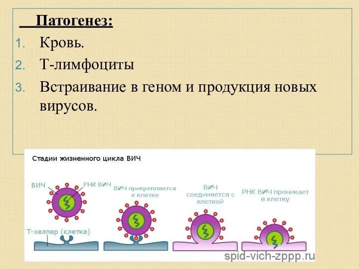 Патогенез: Кровь. Т-лимфоциты Встраивание в геном и продукция новых вирусов.