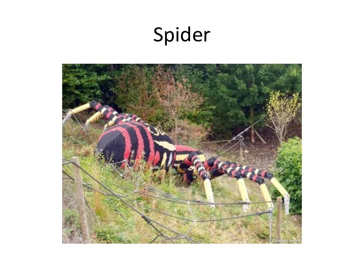 Spider