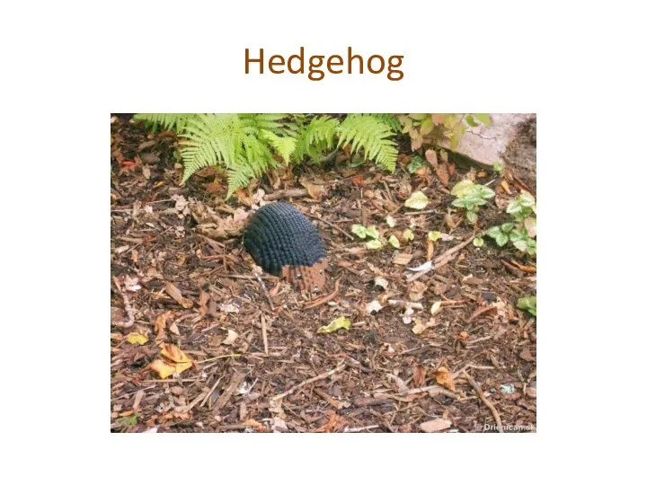 Hedgehog