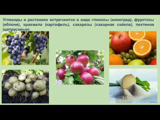 Углеводы в растениях встречаются в виде глюкозы (виноград), фруктозы (яблоня), крахмала (картофель),