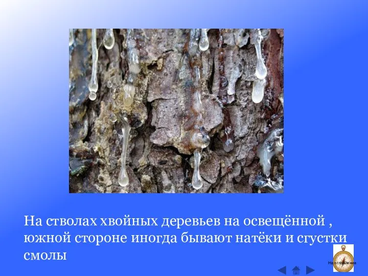 На стволах хвойных деревьев на освещённой , южной стороне иногда бывают натёки
