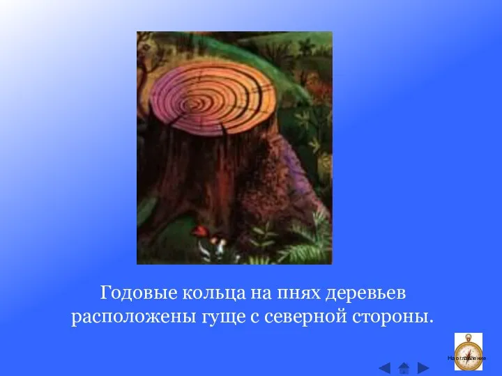 Годовые кольца на пнях деревьев расположены гуще с северной стороны. На оглавление