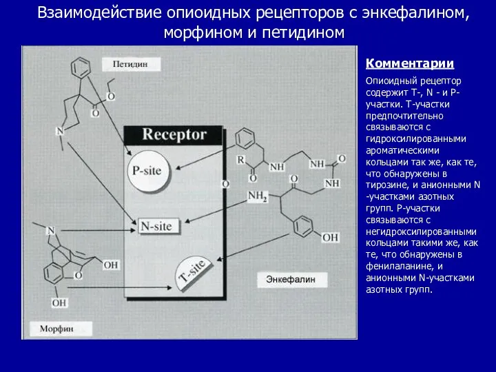 Взаимодействие опиоидных рецепторов с энкефалином, морфином и петидином Комментарии Опиоидный рецептор содержит