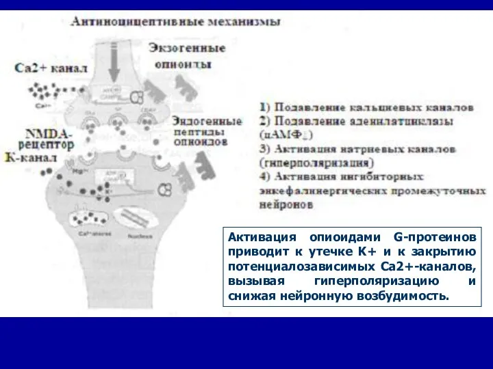 Активация опиоидами G-протеинов приводит к утечке K+ и к закрытию потенциалозависимых Ca2+-каналов,