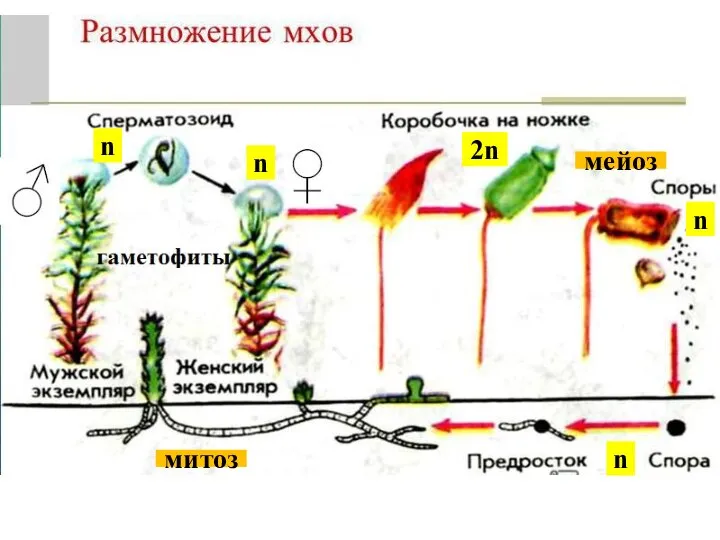 n n n 2n мейоз n митоз