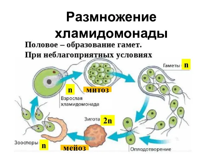 Размножение хламидомонады n n 2n n митоз мейоз