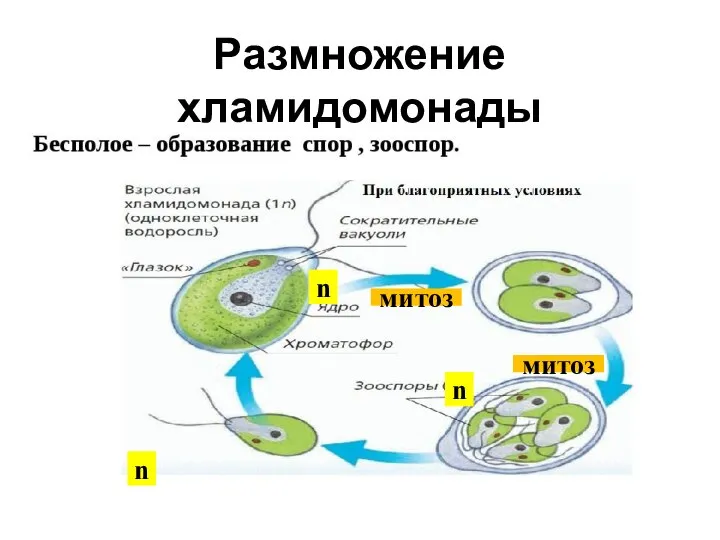 Размножение хламидомонады n n n митоз митоз
