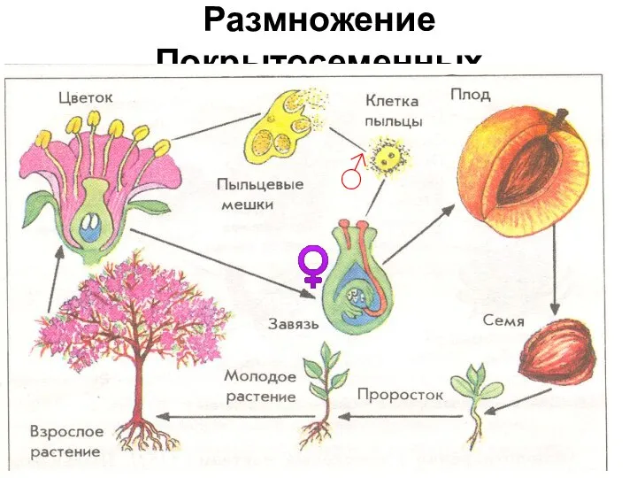 Размножение Покрытосеменных ♀ ♂