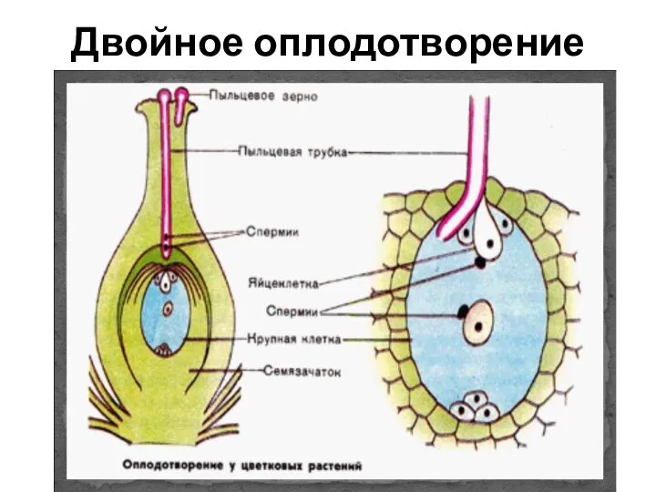 Двойное оплодотворение