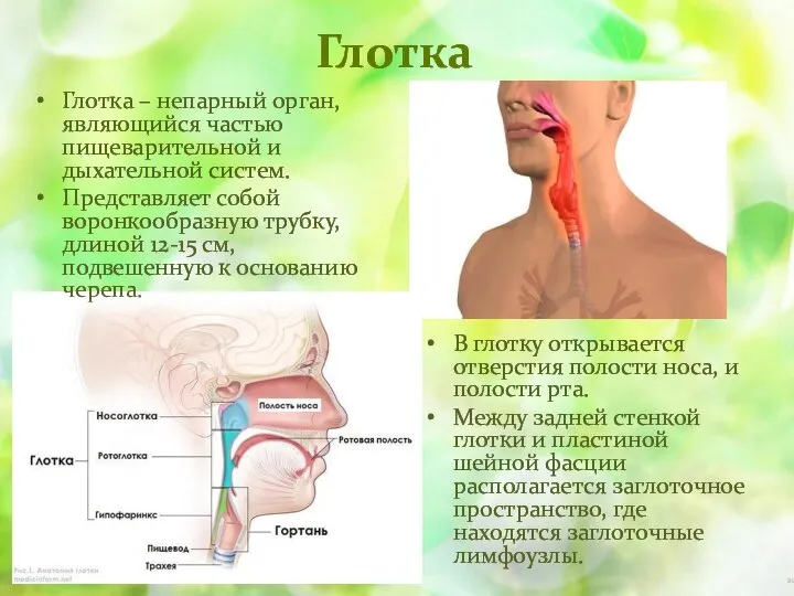 Глотка Глотка – непарный орган, являющийся частью пищеварительной и дыхательной систем. Представляет