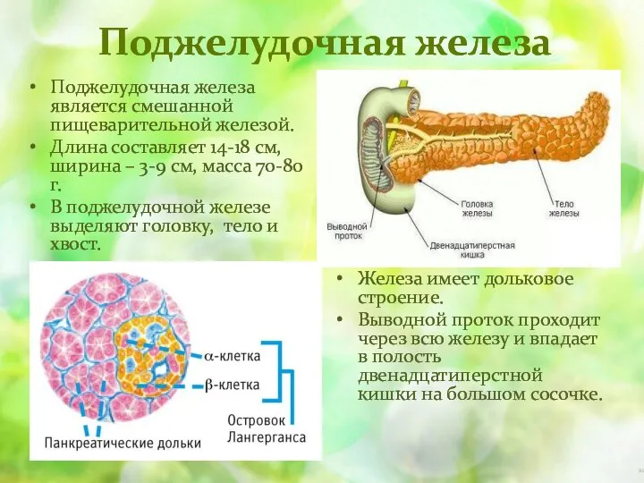 Поджелудочная железа Поджелудочная железа является смешанной пищеварительной железой. Длина составляет 14-18 см,