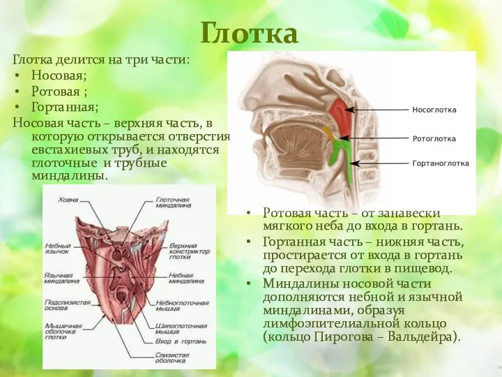 Глотка Глотка делится на три части: Носовая; Ротовая ; Гортанная; Носовая часть