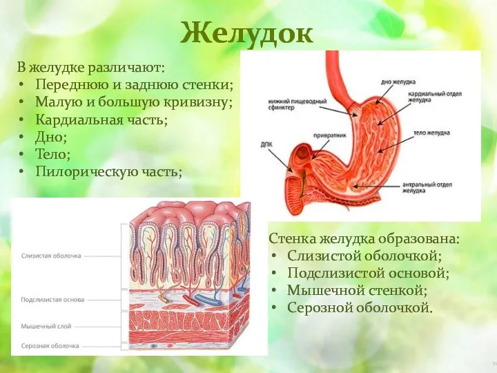 Желудок В желудке различают: Переднюю и заднюю стенки; Малую и большую кривизну;