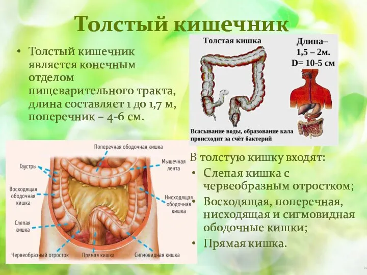 Толстый кишечник Толстый кишечник является конечным отделом пищеварительного тракта, длина составляет 1