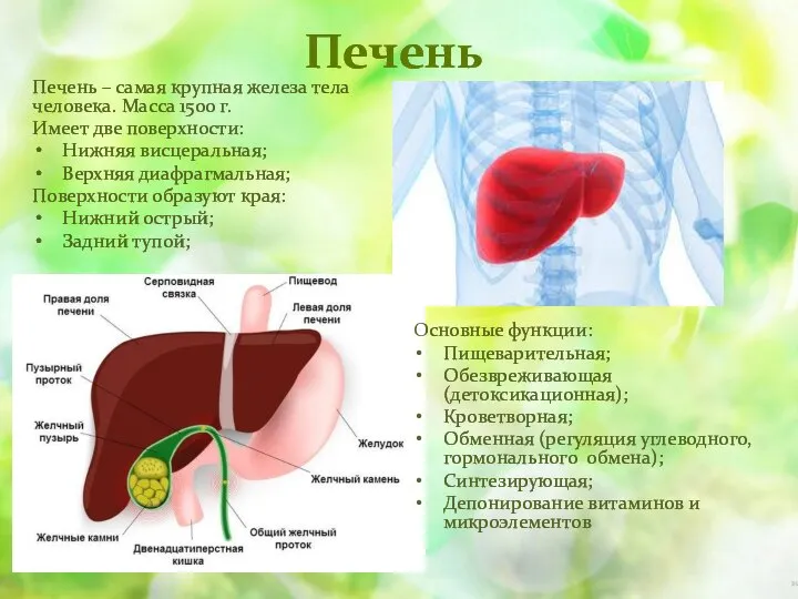 Печень Печень – самая крупная железа тела человека. Масса 1500 г. Имеет