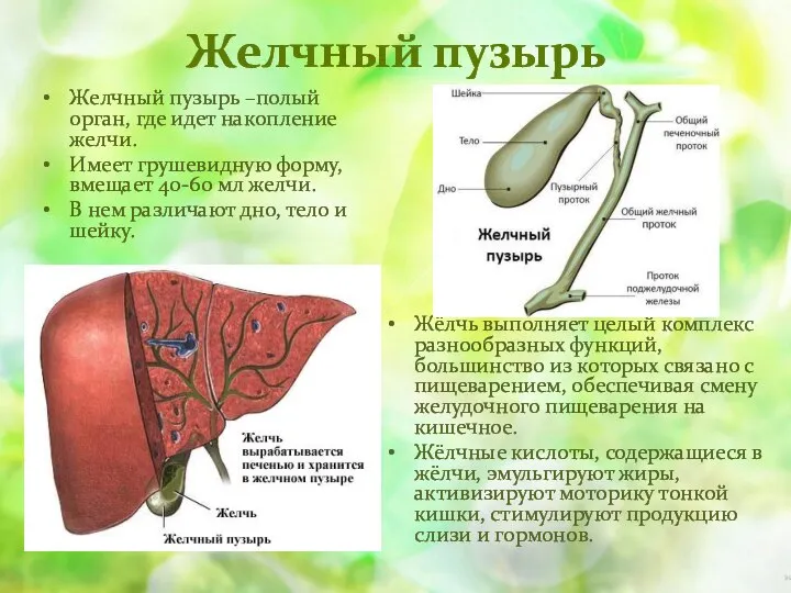 Желчный пузырь Желчный пузырь –полый орган, где идет накопление желчи. Имеет грушевидную