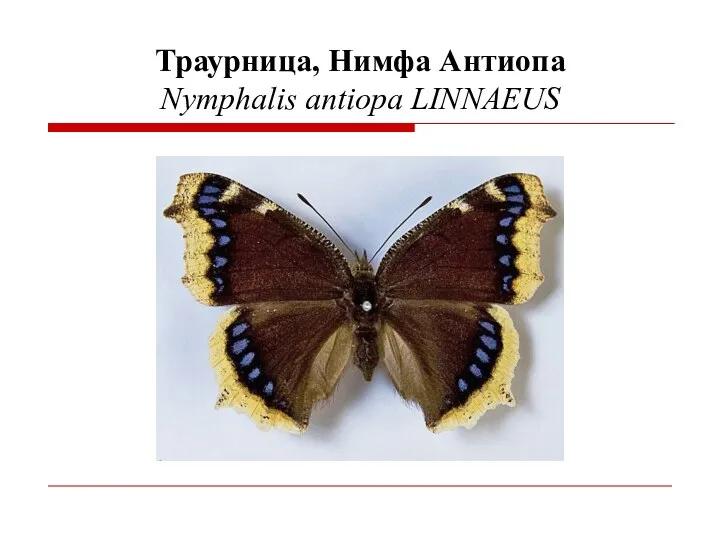 Траурница, Нимфа Антиопа Nymphalis antiopa LINNAEUS