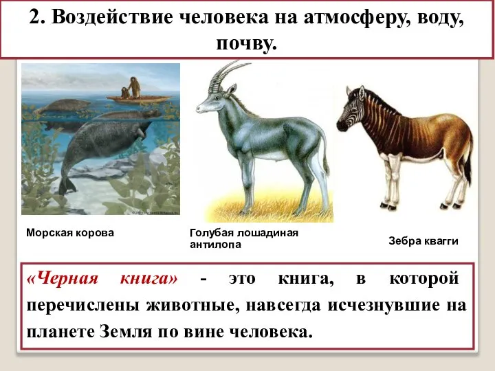 «Черная книга» Морская корова Голубая лошадиная антилопа Зебра квагги «Черная книга» -