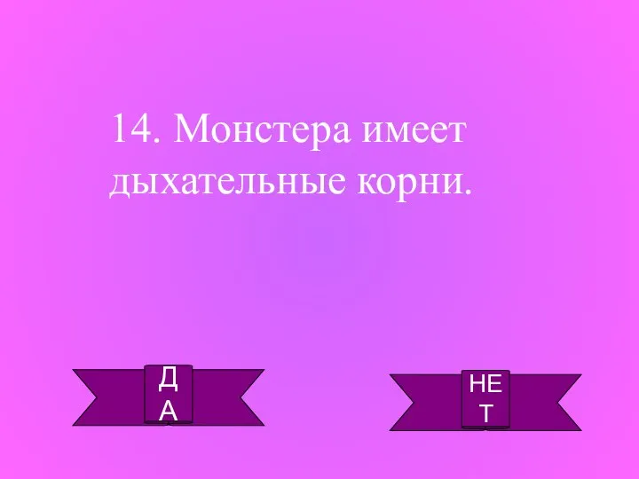 ДА НЕТ 14. Монстера имеет дыхательные корни.