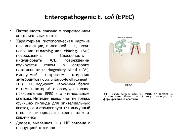 Enteropathogenic E. coli (EPEC) Патогенность связана с повреждением эпителиальных клеток Характерная гистологическая
